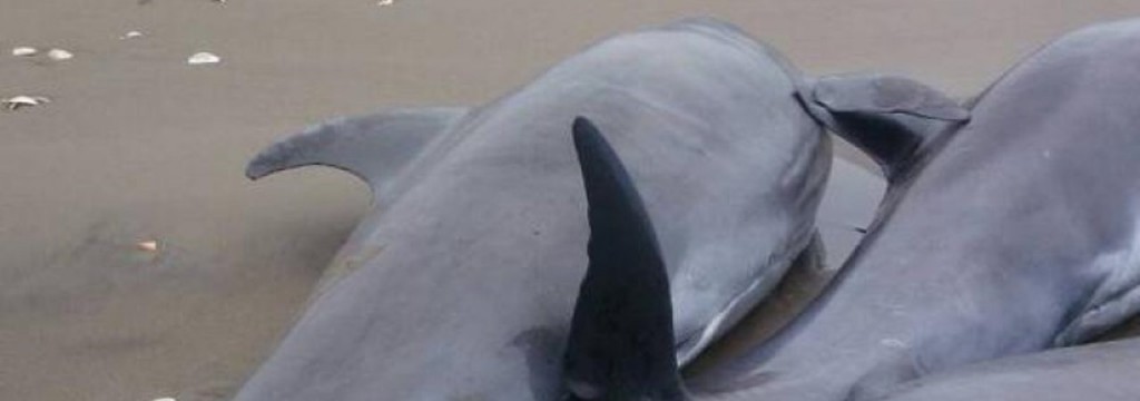... i delfini sono stati avvelenati dal plutonio?
